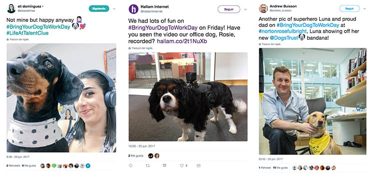 perros oficina twitter