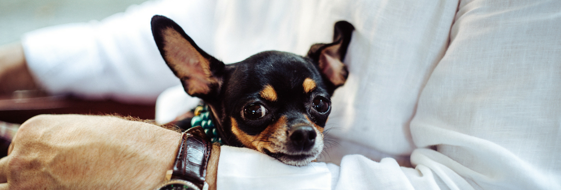 5 beneficios de permitir a tus empleados llevar a su perro al lugar de trabajo